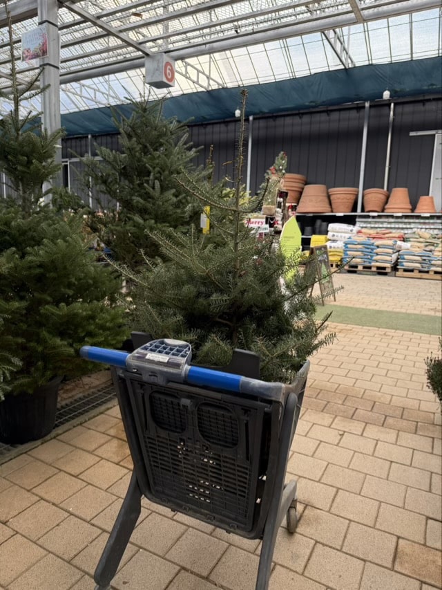 손님이 카트에 담아 운반 중인 작은 크리스마스트리 (전나무) 화분