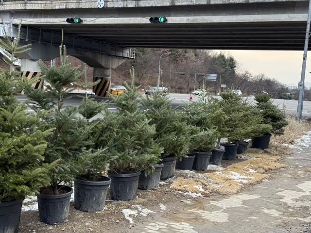 야외 도로변에 전시된 화분 속 다양한 크기의 크리스마스트리 (전나무)