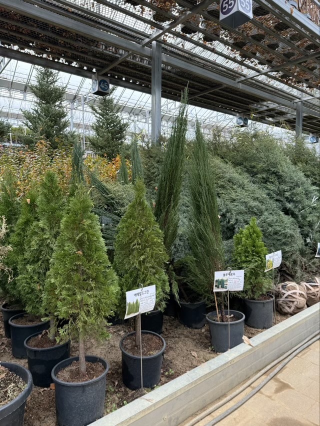 대림원예종묘 온실 내부, 에메랄드 그린 등 원추형 침엽수와 관목 판매대
