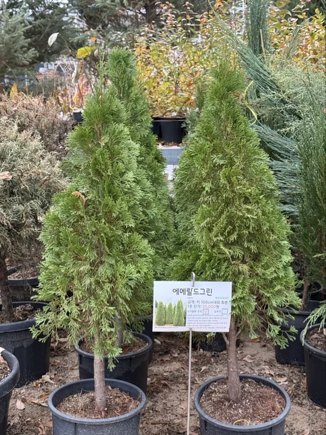 이름표가 꽂힌 에메랄드 그린 묘목 두 그루 클로즈업