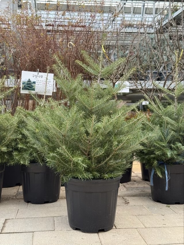 한국 구상나무(Korean Fir)가 심긴 검은 화분 클로즈업 사진