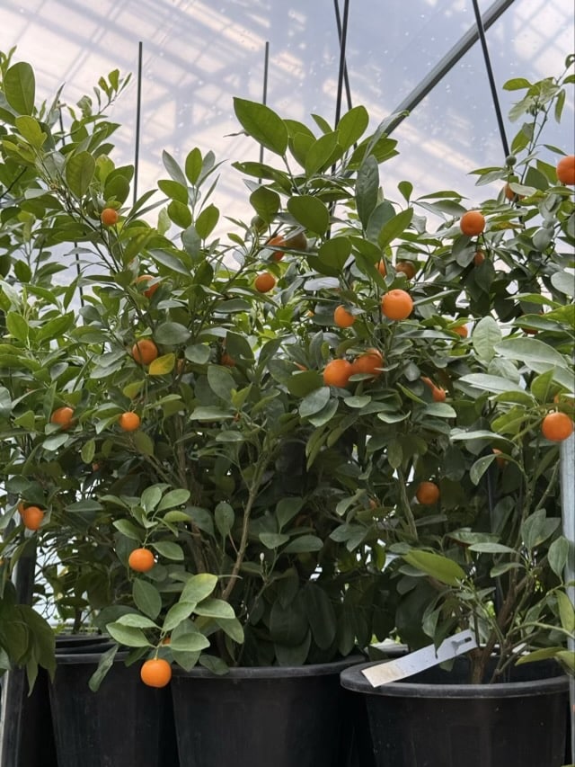 온실 내부, 주황색 열매가 주렁주렁 열린 작은 감귤류(금귤/칼라만시 추정) 나무 화분들