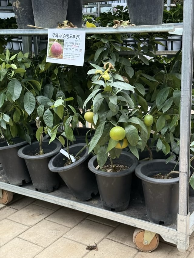 '무화과' 이름표가 붙은 묘목과, 초록색 열매가 달린 감귤류(레몬/유자 추정) 묘목들이 진열된 선반